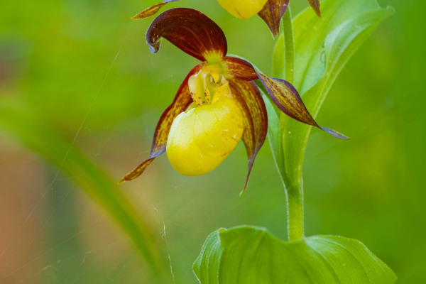 Blühende Frauenschuh-Orchidee mit gelber und brauner Blüte vor grünem Hintergrund.