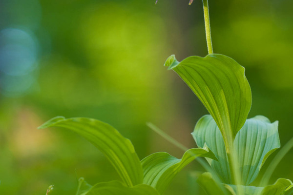 Grüne Blätter einer Frauenschuh-Orchidee in einem natürlichen Habitat.