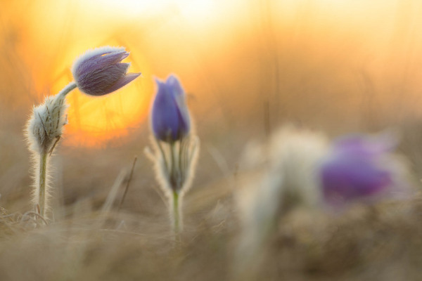 Küchenschelle mit lila Blüten im Abendlicht auf einer Wiese.