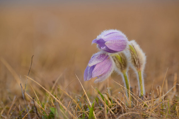 Zwei lila Küchenschellenblüten auf einer trockenen Wiese.
