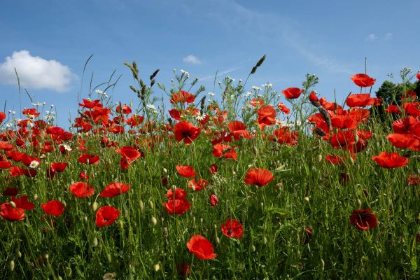 Rotes Mohnblumenfeld unter blauem Himmel im Sommer.