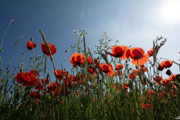 Ein Feld mit leuchtend roten Mohnblumen unter blauem Himmel.