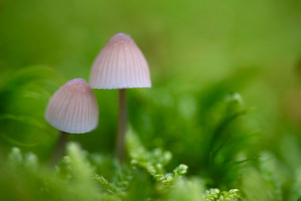 Zwei rosafarbene Helmlinge im Moos eines Waldbodens