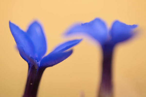 Zwei blaue Schusternagerl-Blüten in Nahaufnahme, vor hellem Hintergrund.