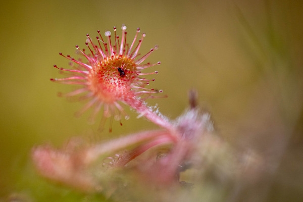 Nahaufnahme eines Sonnentaus mit gefangenem Insekt auf klebriger Tentakelstruktur.