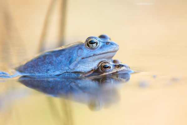 Zwei blau gefärbte Moorfrösche während der Paarung im Wasser.