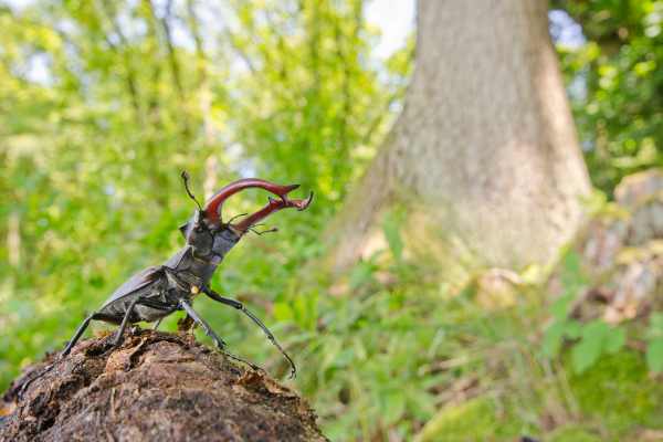 Hirschkäfer mit großen Mandibeln auf einem Baumstamm im Eichenwald.