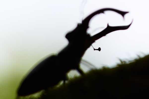 Silhouette eines männlichen Hirschkäfers an einer Baumrinde im Gegenlicht.