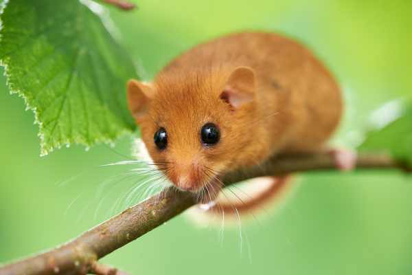 Eine Haselmaus sitzt auf einem dünnen Ast im Grünen.