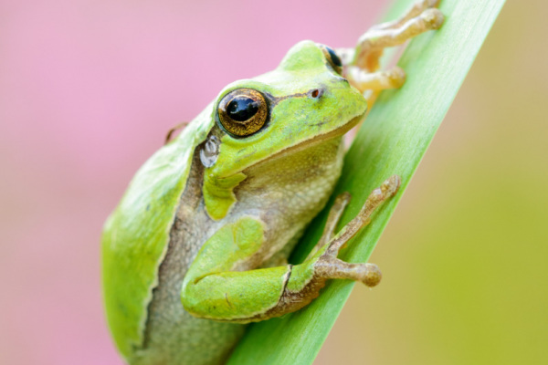 Laubfrosch