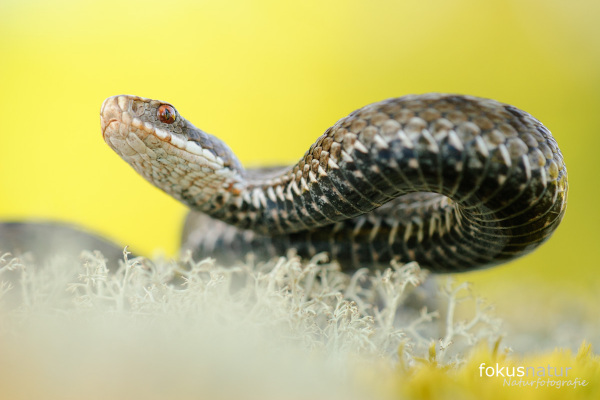 Nahaufnahme einer Kreuzotter (Vipera berus) mit markanter Zickzack-Bänderung in heller Umgebung.