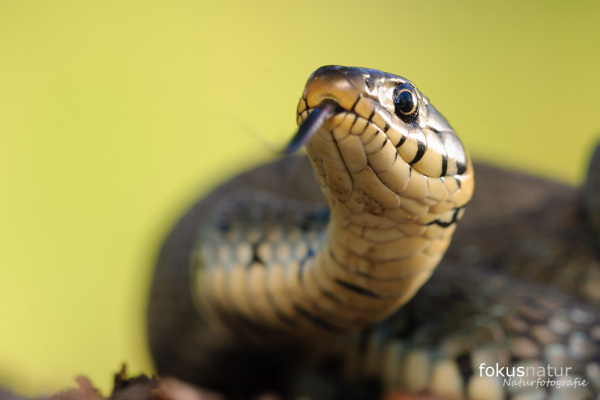 Ringelnatter (Natrix natrix)