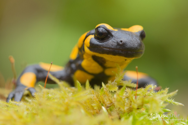 Ein Feuersalamander kriecht über ein mit Moos bedecktes Substrat.