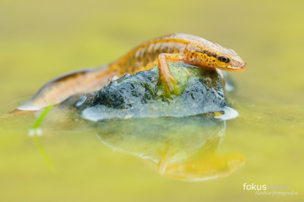 Fadenmolch sitzt auf einem Stein in einem Gewässer mit Reflexion im Wasser.