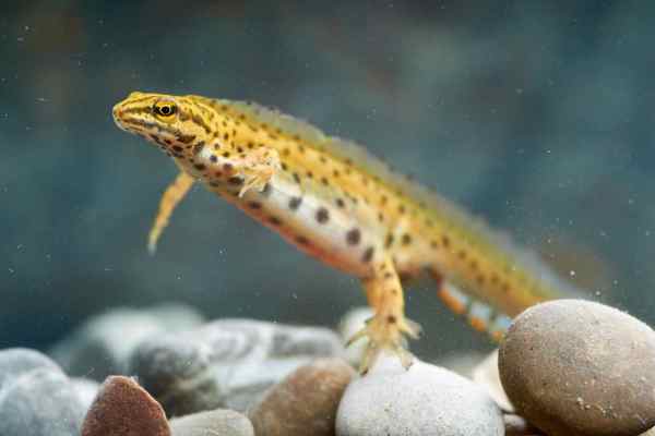 Ein Teichmolch schwimmt durch klares Wasser über einem steinigen Untergrund.