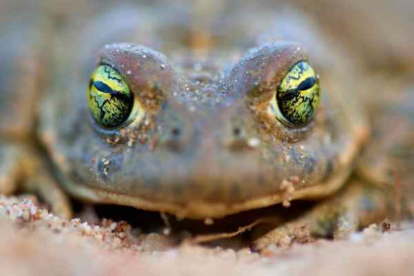 Nahaufnahme einer Kreuzkröte mit markanten Augen in sandigem Untergrund