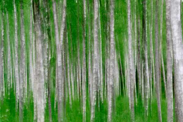Verschwommener Blick auf einen Birkenwald mit grüner Vegetation.
