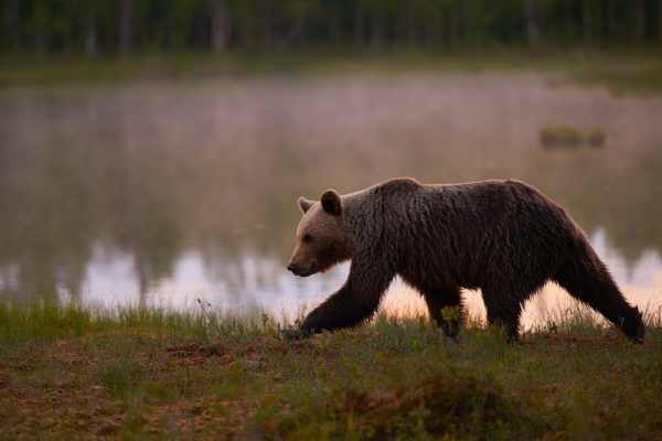 Ein Braunbär streift am nebligen Ufer eines Sees entlang.