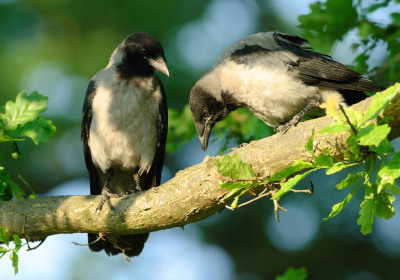 Rabenvögel