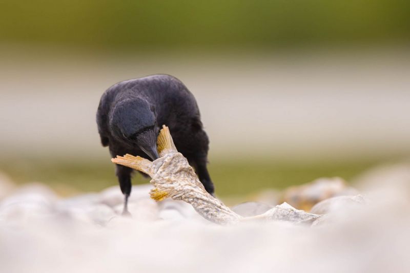 Rabenkrähe inspiziert einen Fisch auf einem steinigen Untergrund.