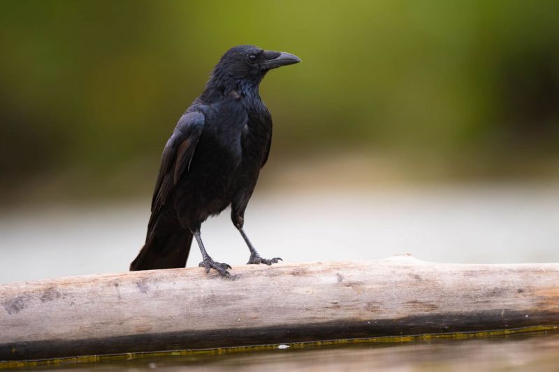 Rabenkrähe sitzt auf einem Ast vor unscharfem Hintergrund.