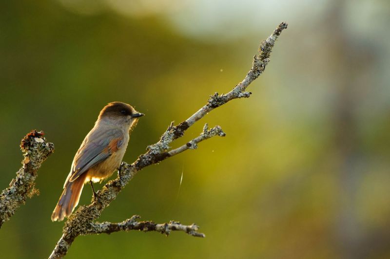 Unglückshäher sitzt auf einem moosbewachsenen Ast im Wald.
