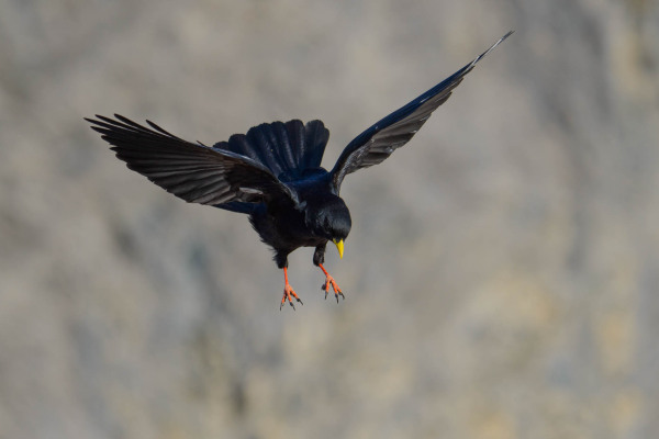 Alpendohle mit ausgebreiteten Flügeln im Flug, aus Gebirge.