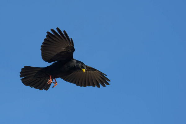 Fliegende Alpendohle vor blauem Himmel, Flügel ausgebreitet