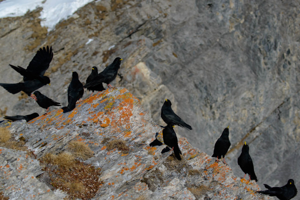 Gruppe von Alpendohlen auf einem felsigen Gebirgsvorsprung