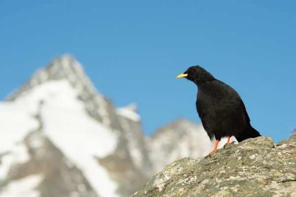 Alpendohle