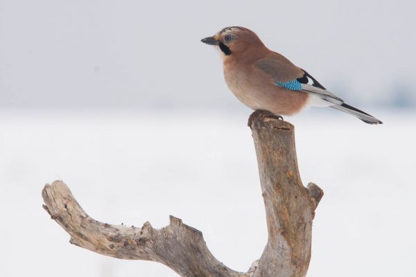 Eichelhäher sitzt auf einem Ast in schneebedeckter Landschaft.