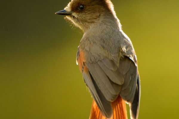 Ein Unglückshäher sitzt im warmen Licht, charakterisiert durch sein braunes und grau-weißes Gefieder.