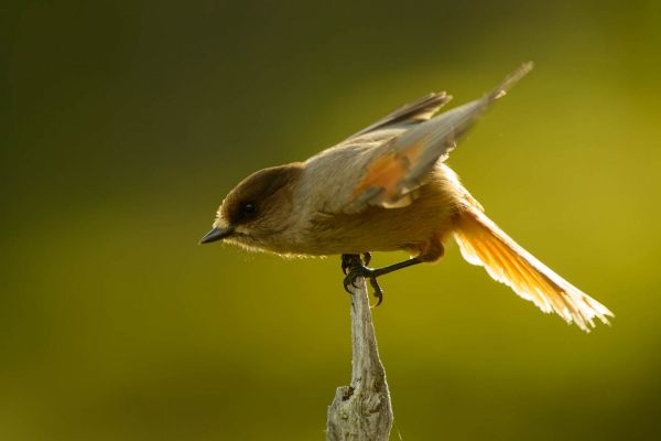 Ein Unglückshäher sitzt auf einem Ast mit ausgebreiteten Flügeln.