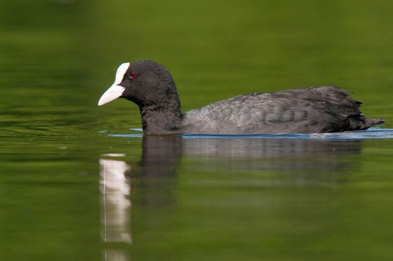 Ein Blässhuhn schwimmt auf einem ruhigen Gewässer.