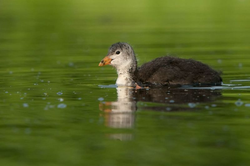 Junges Blässhuhn schwimmt in einem grünen Gewässer.