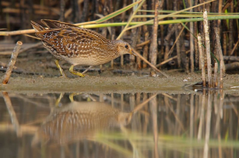 Ein Tüpfelsumpfhuhn schreitet am Rand eines Gewässers im Schilf.