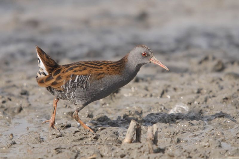Wasserralle mit gestreiftem Gefieder im Schlamm unterwegs.