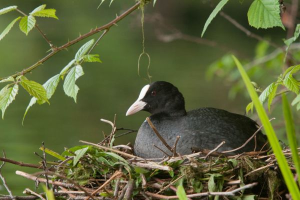 Ein Blässhuhn sitzt auf einem Nest, umgeben von grüner Vegetation.