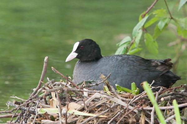 Blässhuhn sitzt auf einem Nest aus Zweigen am Wasser.