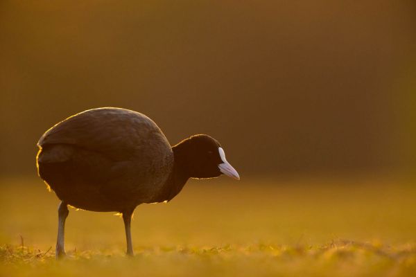 Ein Blässhuhn steht in warmem Abendlicht auf einer Wiese.
