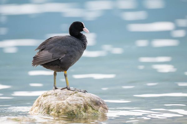 Ein Blässhuhn steht auf einem Felsen im Wasser mit ruhigem Hintergrund.