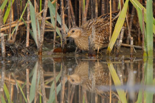 Tüpfelsumpfhuhn durchstreift Schilf an einem kleinen Teich.