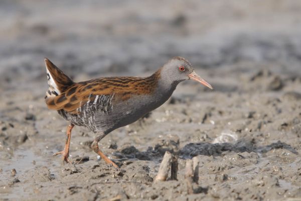 Wasserralle mit gestreiftem Gefieder im Schlamm unterwegs.