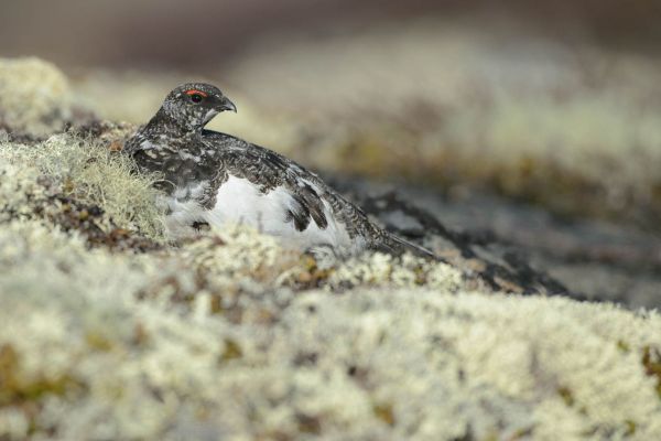 Alpenschneehuhn