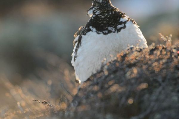 Alpenschneehuhn