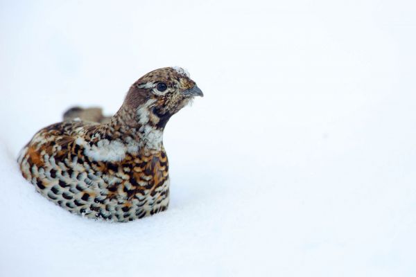 Haselhuhn