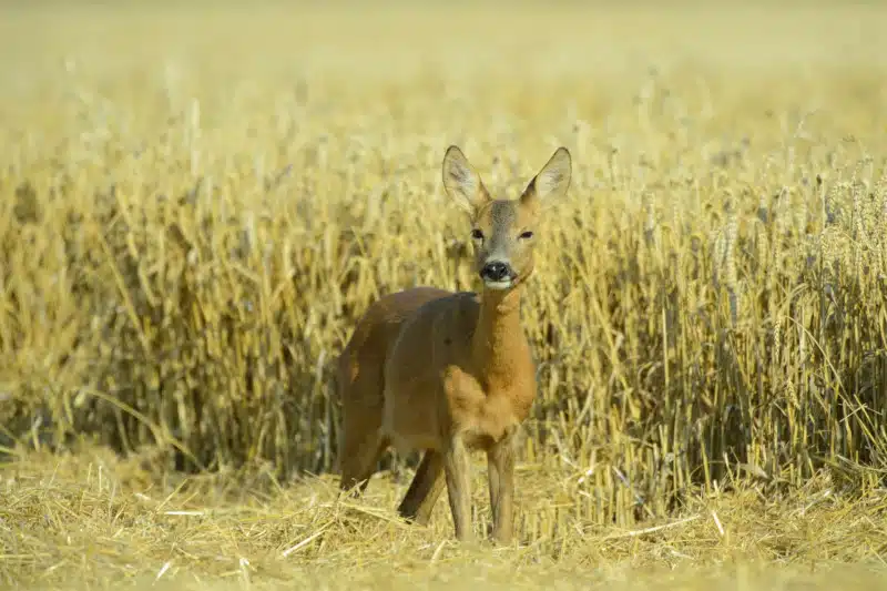 Reh (Capreolus capreolus)