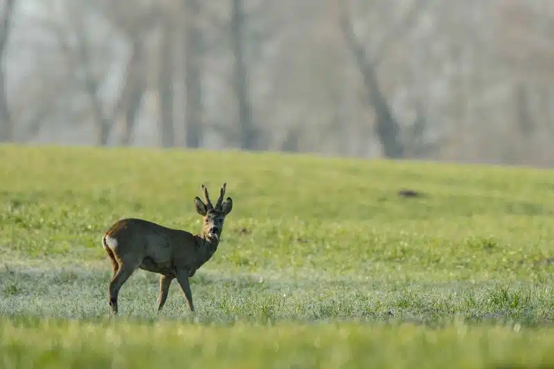 Reh (Capreolus capreolus)
