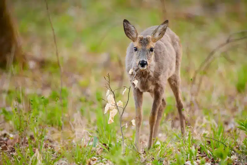 Reh (Capreolus capreolus)