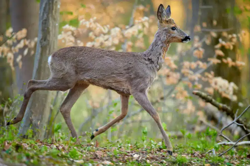Reh (Capreolus capreolus)